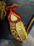 Nepenthes [maxima  x (x mixta )] x talangensis 1